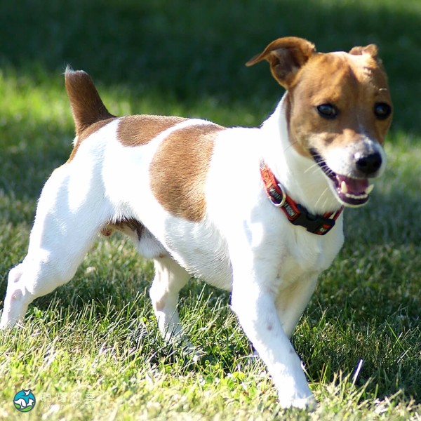 帕森杰克拉希尔㹴-2