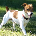 帕森杰克拉希尔㹴-缩略图-2