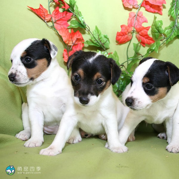 帕森杰克拉希尔㹴-3