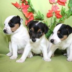 帕森杰克拉希尔㹴-缩略图-3