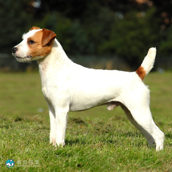 帕森杰克拉希尔㹴-4