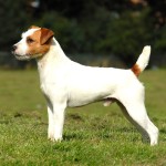 帕森杰克拉希尔㹴-缩略图-4