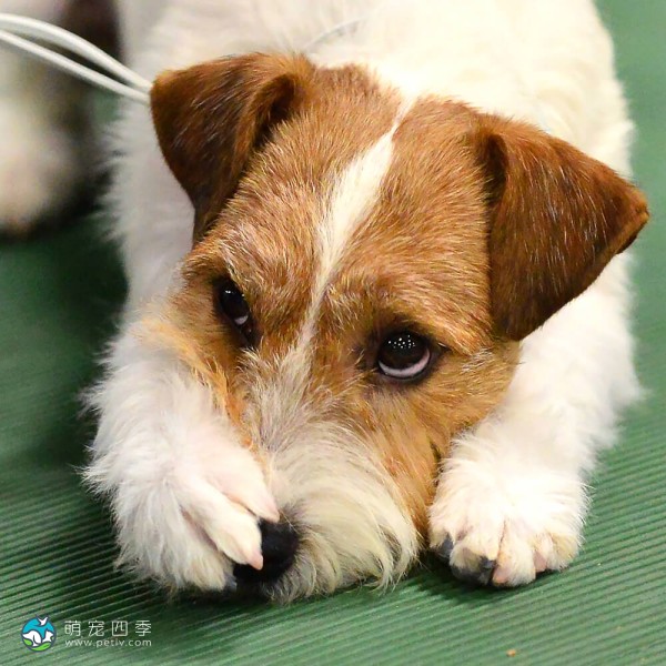 帕森杰克拉希尔㹴-5