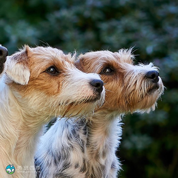 帕森杰克拉希尔㹴-6