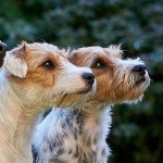 帕森杰克拉希尔㹴-缩略图-6