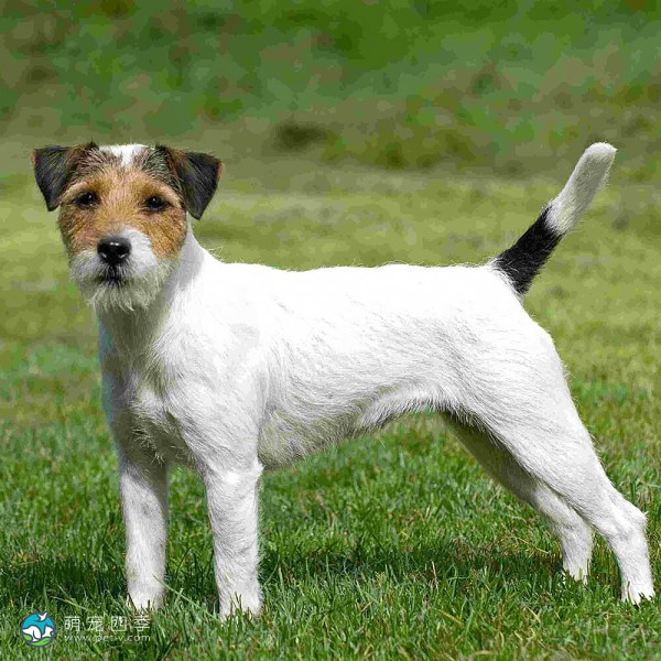 帕森杰克拉希尔㹴-7