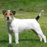 帕森杰克拉希尔㹴-缩略图-7