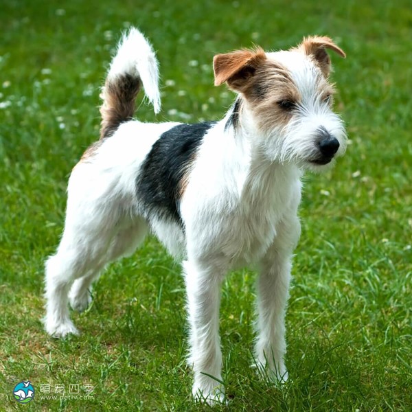 帕森杰克拉希尔㹴-8