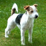 帕森杰克拉希尔㹴-缩略图-8