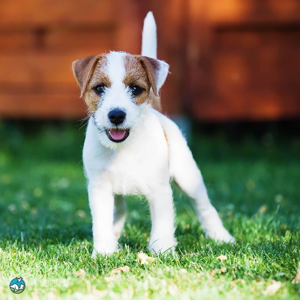 帕森杰克拉希尔㹴-9