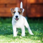 帕森杰克拉希尔㹴-缩略图-9