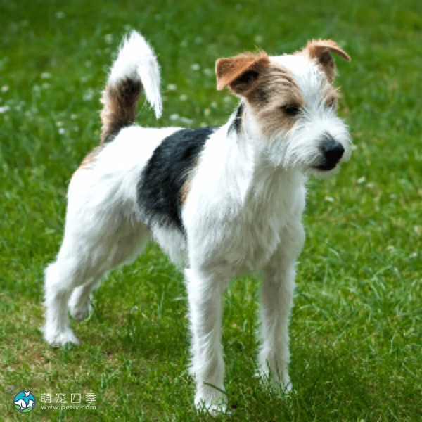 帕森杰克拉希尔㹴-10