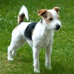 帕森杰克拉希尔㹴-缩略图-10