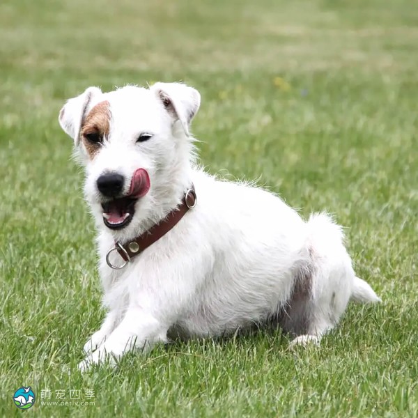 帕森杰克拉希尔㹴-11