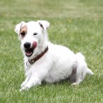 帕森杰克拉希尔㹴-缩略图-11