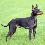 曼彻斯特㹴-缩略图-1