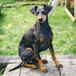 曼彻斯特㹴-缩略图-2