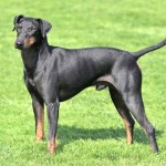 曼彻斯特㹴-缩略图-3