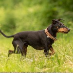 曼彻斯特㹴-缩略图-5