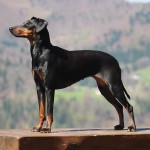 曼彻斯特㹴-缩略图-6