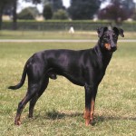 曼彻斯特㹴-缩略图-7