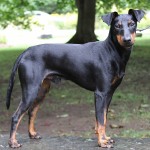 曼彻斯特㹴-缩略图-8