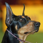 曼彻斯特㹴-缩略图-9