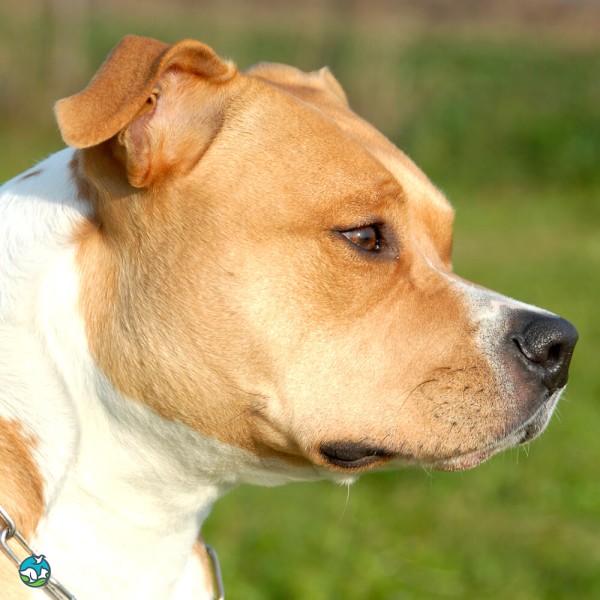 美国斯塔福郡㹴-1