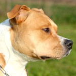 美国斯塔福郡㹴-缩略图-1