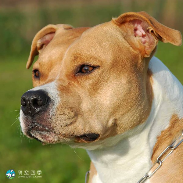 美国斯塔福郡㹴-2