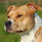 美国斯塔福郡㹴-缩略图-2