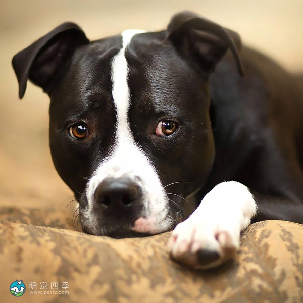 美国斯塔福郡㹴-3