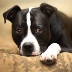 美国斯塔福郡㹴-缩略图-3