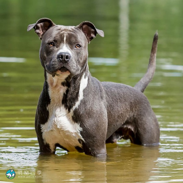 美国斯塔福郡㹴-4