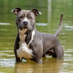 美国斯塔福郡㹴-缩略图-4