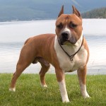 美国斯塔福郡㹴-缩略图-5