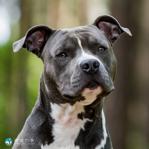 美国斯塔福郡㹴-6