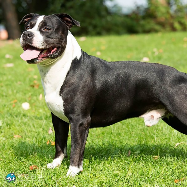 美国斯塔福郡㹴-7