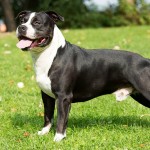 美国斯塔福郡㹴-缩略图-7