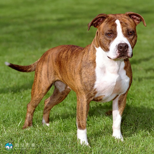 美国斯塔福郡㹴-8