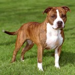 美国斯塔福郡㹴-缩略图-8