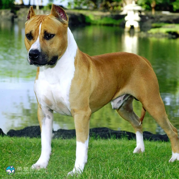 美国斯塔福郡㹴-9