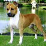 美国斯塔福郡㹴-缩略图-9