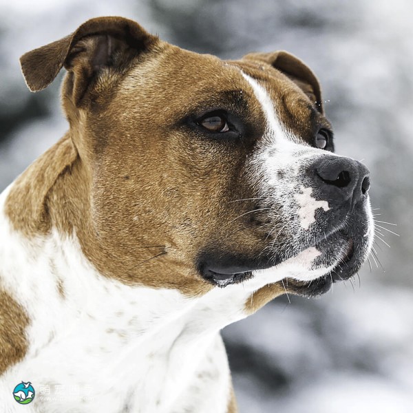 美国斯塔福郡㹴-11