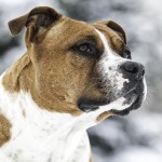 美国斯塔福郡㹴-缩略图-11