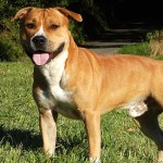 美国斯塔福郡㹴-缩略图-12