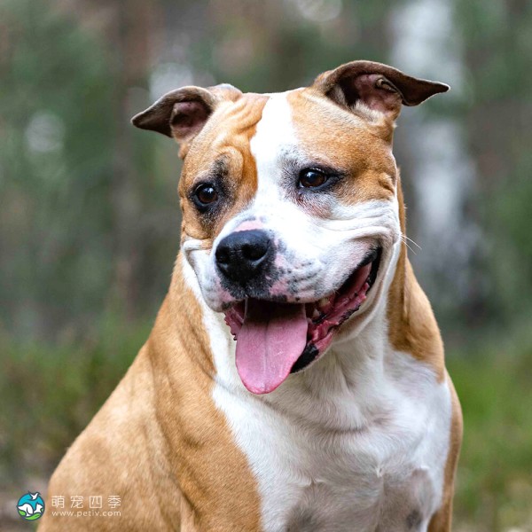 美国斯塔福郡㹴-13