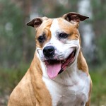 美国斯塔福郡㹴-缩略图-13