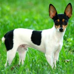 美国玩具㹴-缩略图-1