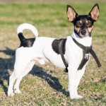 美国玩具㹴-缩略图-2